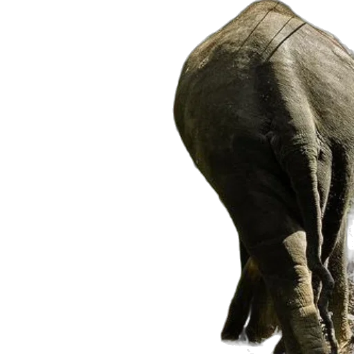 animal, creature, staff, photorealistic transparent PNG cut-out