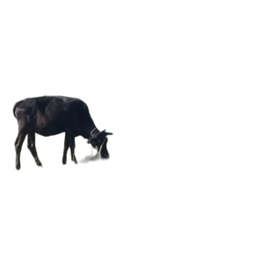 animal, creature, food, weapon transparent PNG cut-out