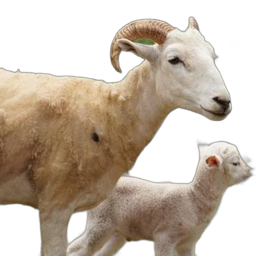 animal, photorealistic, mother, sheep transparent PNG cut-out