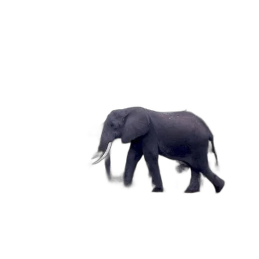 animal, creature, weapon, umbrella transparent PNG cut-out