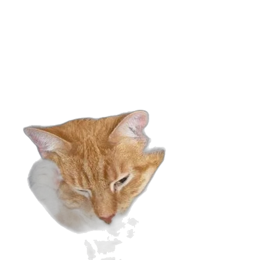 animal, creature, staff, hat transparent PNG cut-out