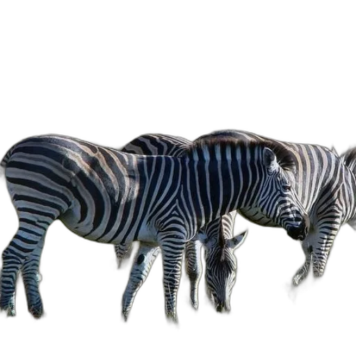 animal, creature, furniture, jewelry transparent PNG cut-out