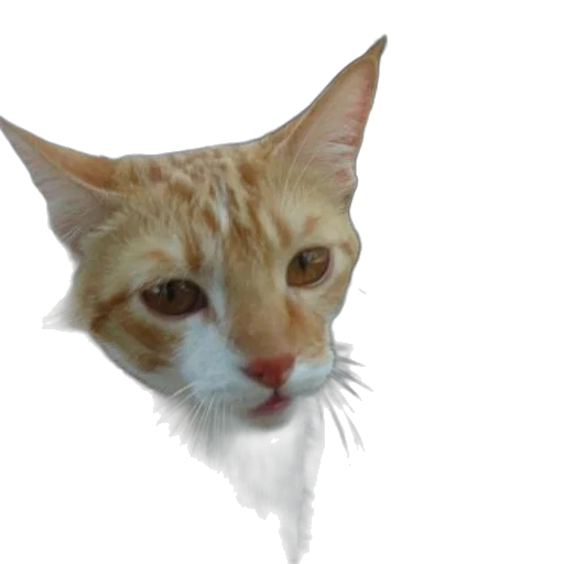 animal, creature, face, staff transparent PNG cut-out
