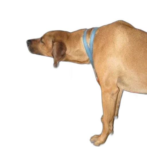 staff, animal, creature, hat transparent PNG cut-out