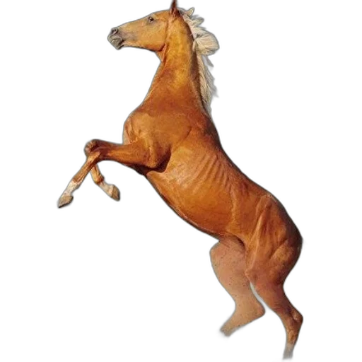 animal, dragon, creature, staff transparent PNG cut-out
