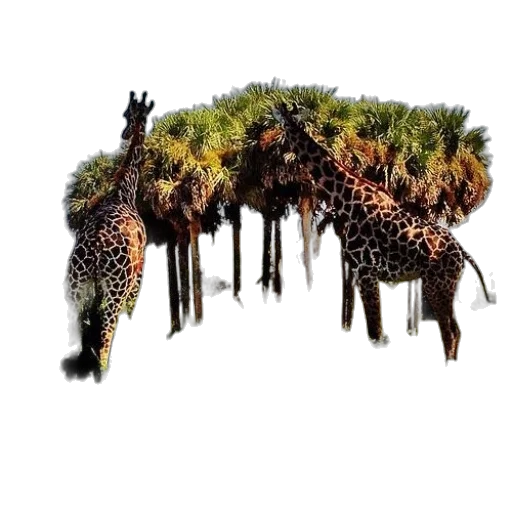 animal, creature, tree, umbrella transparent PNG cut-out