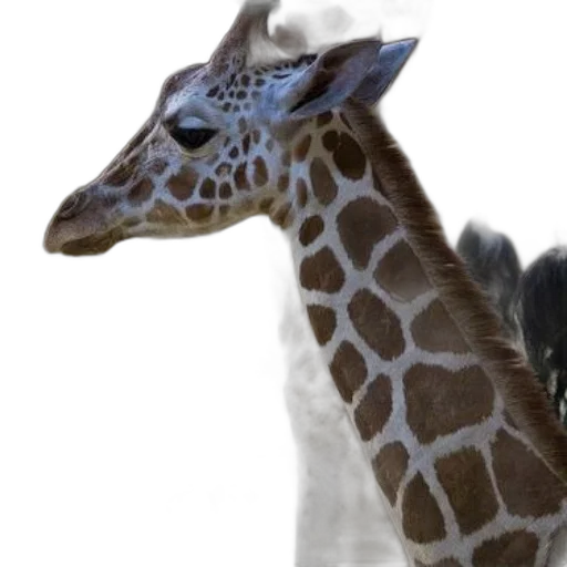 animal, creature, staff, face transparent PNG cut-out