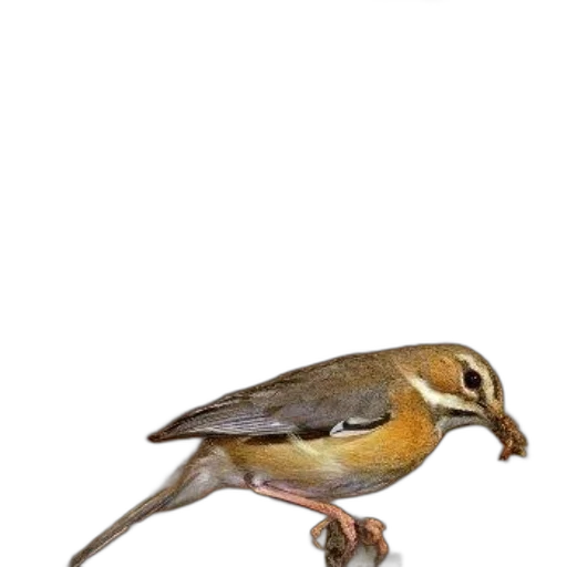 animal, staff, creature, food transparent PNG cut-out