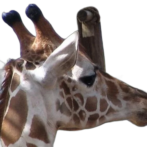 animal, creature, hat, staff transparent PNG cut-out
