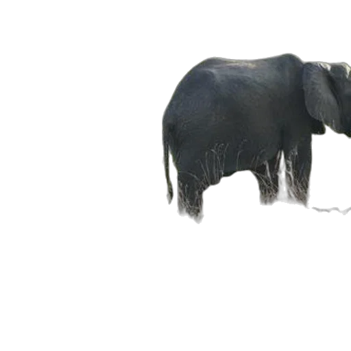 animal, creature, staff, hair transparent PNG cut-out