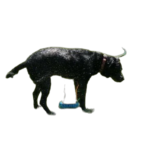 animal, staff, creature, dragon transparent PNG cut-out