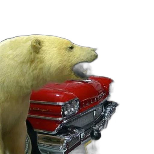 car, animal, taxidermy, polar transparent PNG cut-out