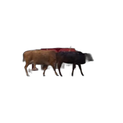 animal, creature, food, weapon transparent PNG cut-out
