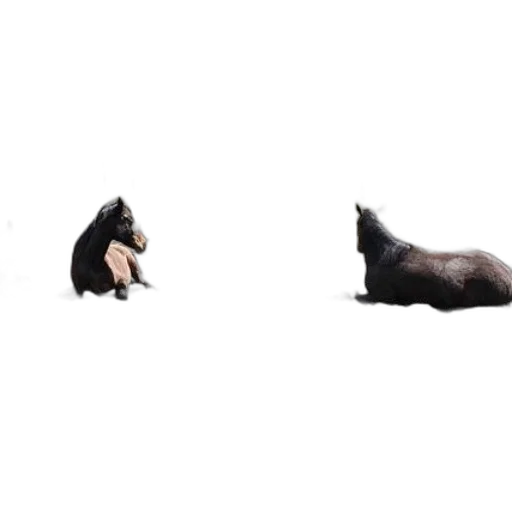 animal, creature, hair, shoes transparent PNG cut-out