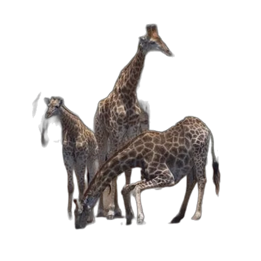 animal, jewelry, creature, dragon transparent PNG cut-out
