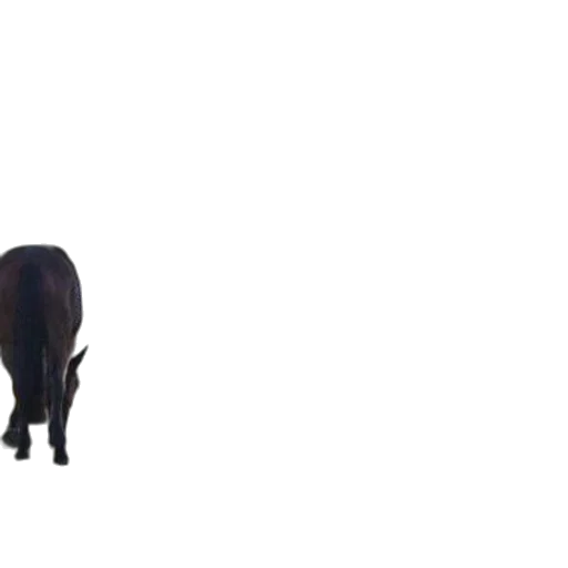animal, creature, furniture, weapon transparent PNG cut-out