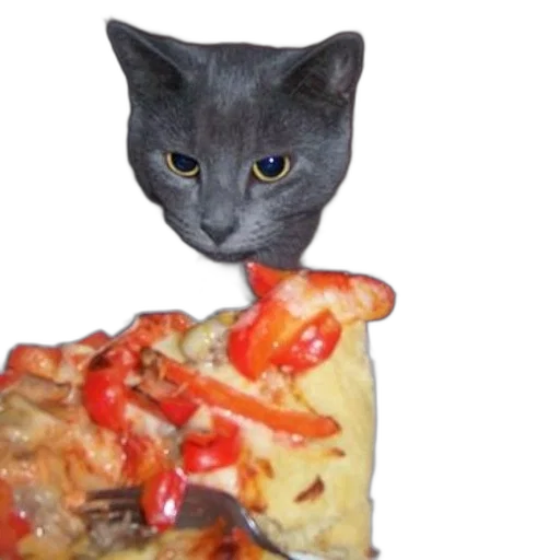 food, animal, creature, face transparent PNG cut-out