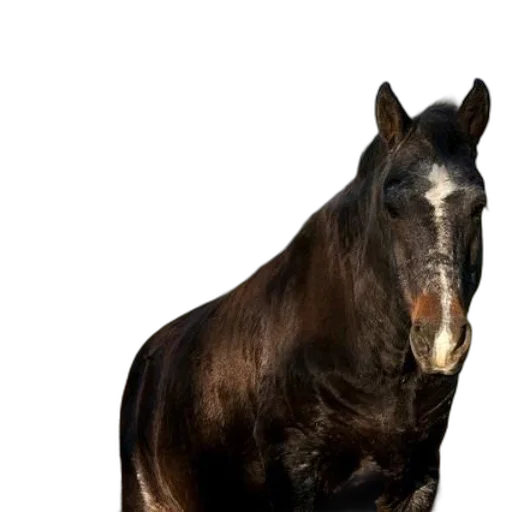 animal, hair, creature, staff transparent PNG cut-out
