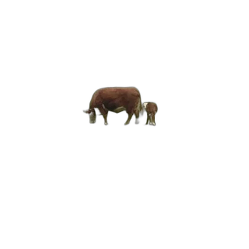 animal, creature, furniture, food transparent PNG cut-out