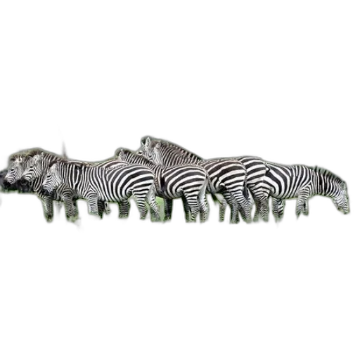animal, staff, creature, weapon transparent PNG cut-out