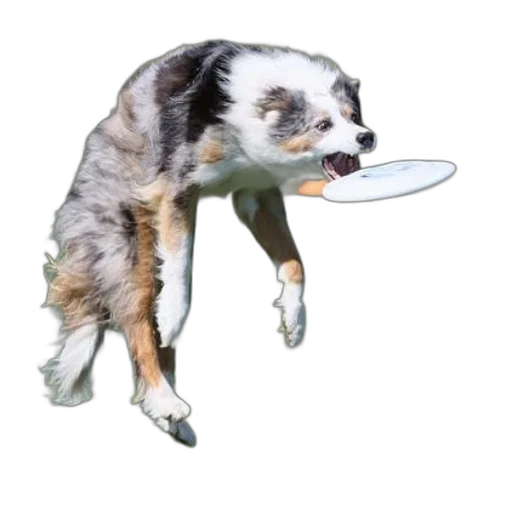 animal, creature, staff, weapon transparent PNG cut-out