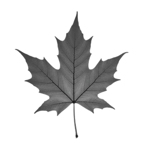 crown, tree, umbrella, flower transparent PNG cut-out