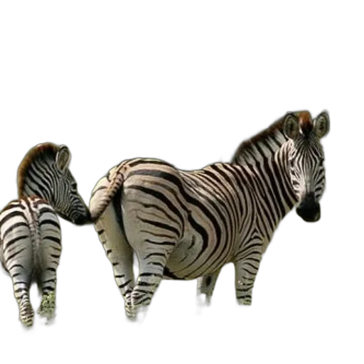 animal, creature, furniture, jewelry transparent PNG cut-out
