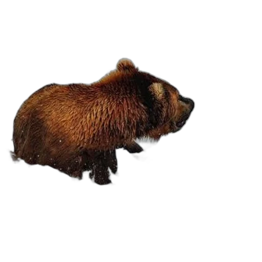 animal, creature, hair, staff transparent PNG cut-out