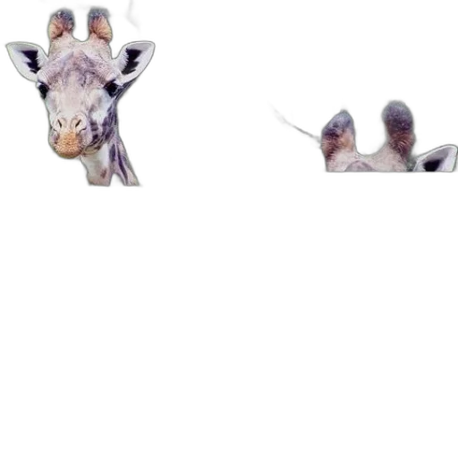 animal, dragon, shoes, creature transparent PNG cut-out
