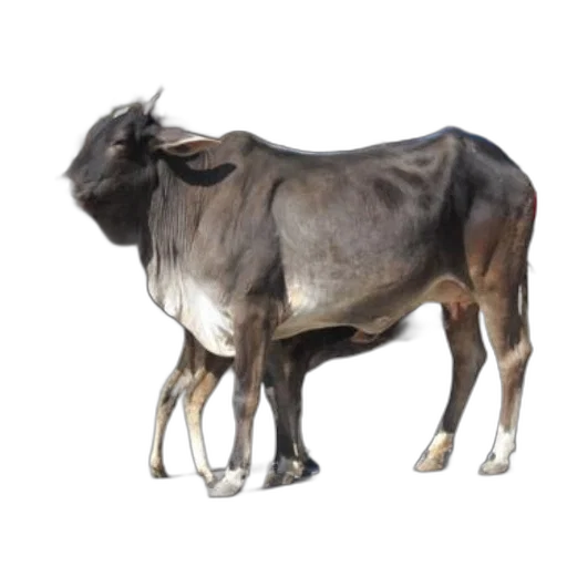 animal, creature, staff, food transparent PNG cut-out