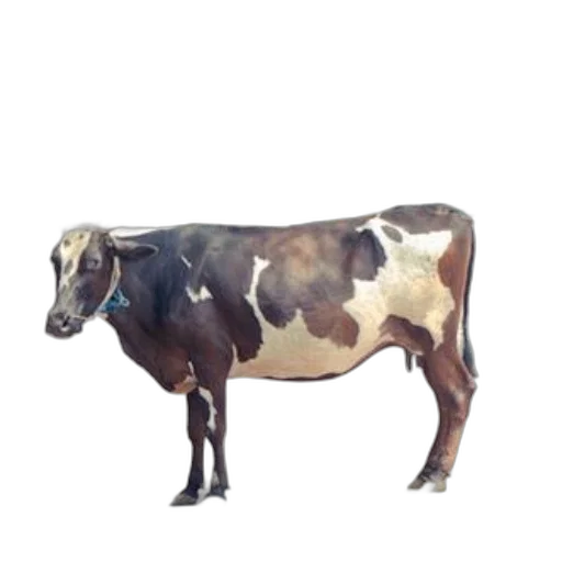 animal, food, creature, jewelry transparent PNG cut-out