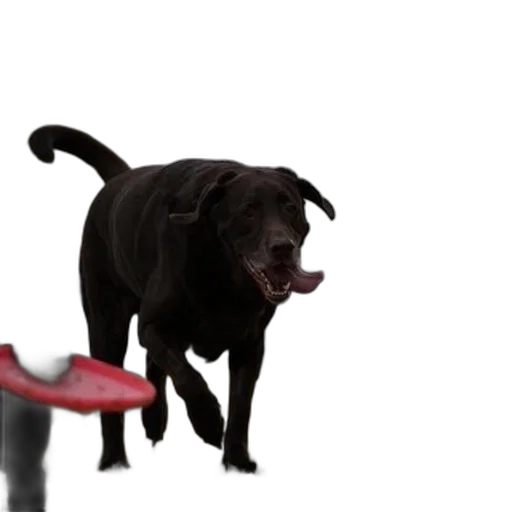 animal, creature, umbrella, hat transparent PNG cut-out