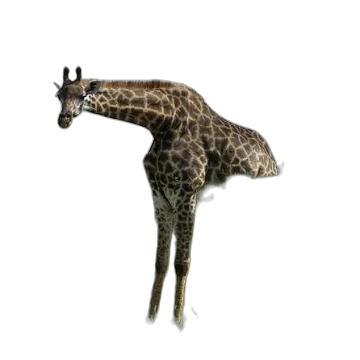 animal, creature, staff, hat transparent PNG cut-out
