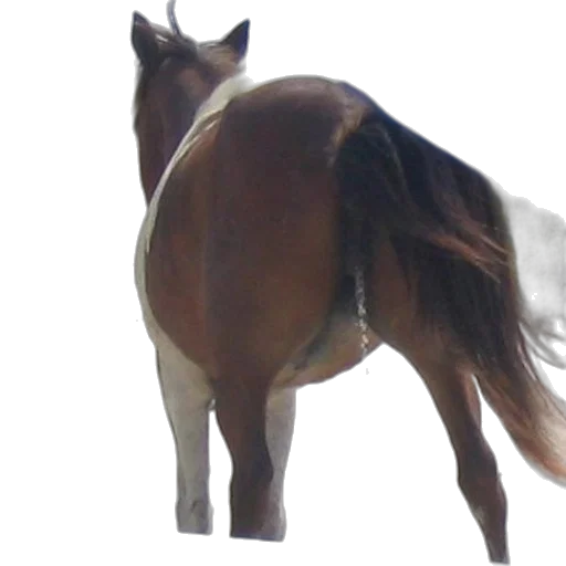 animal, creature, staff, hair transparent PNG cut-out