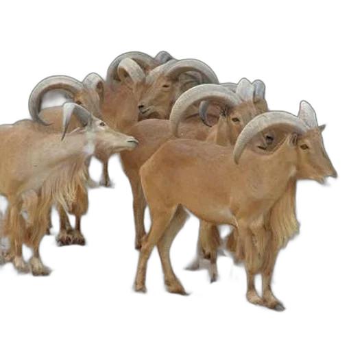 animal, jewelry, 3d render, concept art transparent PNG cut-out