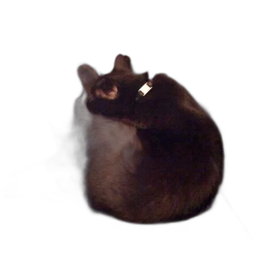 animal, creature, hat, hair transparent PNG cut-out