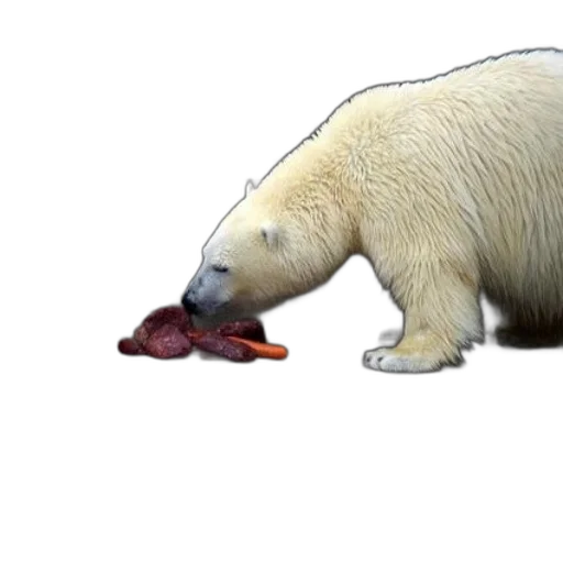 food, animal, creature, concept art transparent PNG cut-out