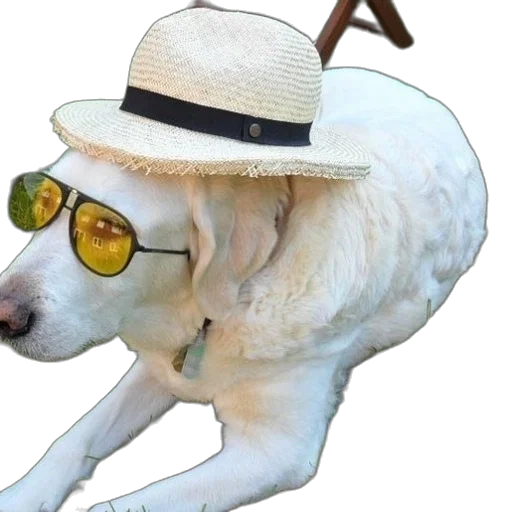 hat, animal, staff, creature transparent PNG cut-out