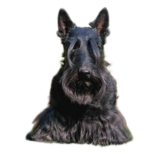 animal, staff, crown, creature transparent PNG cut-out