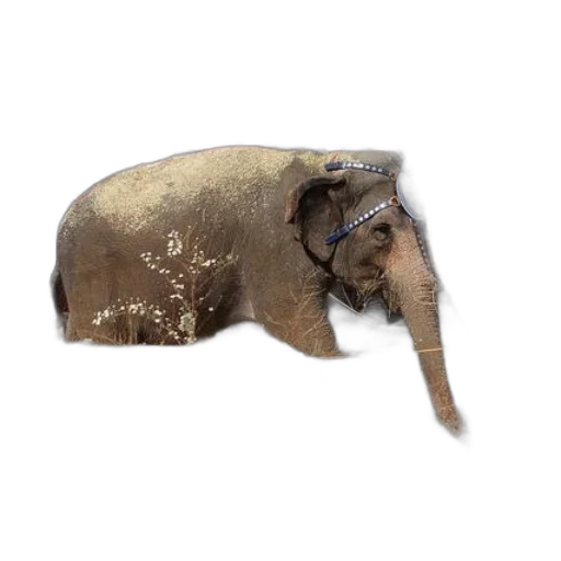 animal, creature, staff, hat transparent PNG cut-out