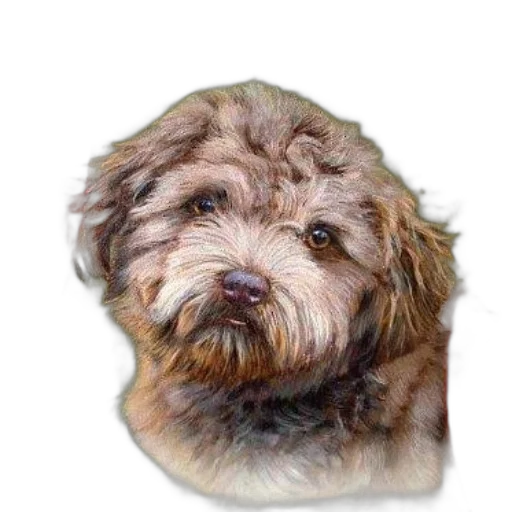 animal, face, staff, creature transparent PNG cut-out