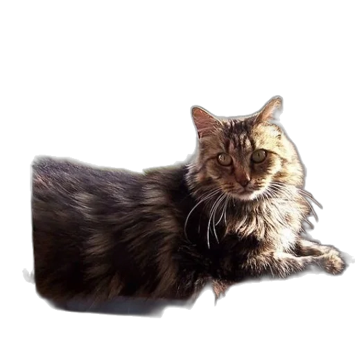 animal, creature, crown, staff transparent PNG cut-out