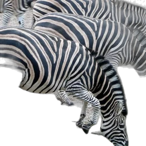 animal, creature, furniture, hat transparent PNG cut-out