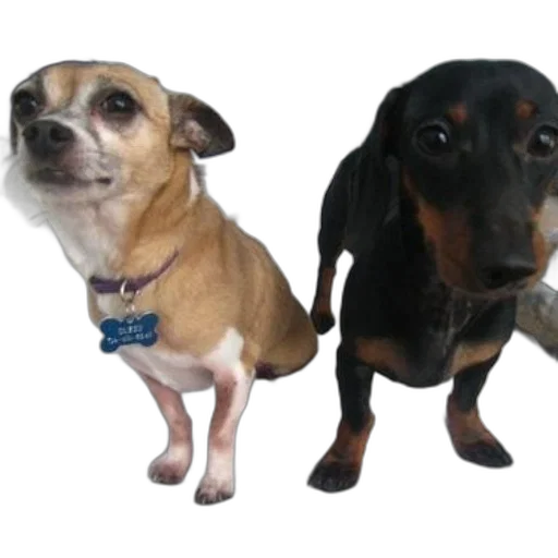 animal, 3d render, photorealistic, two transparent PNG cut-out
