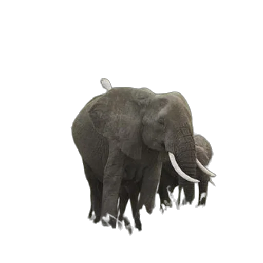 animal, creature, staff, hat transparent PNG cut-out