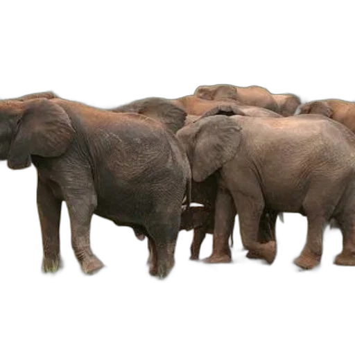 animal, creature, weapon, staff transparent PNG cut-out