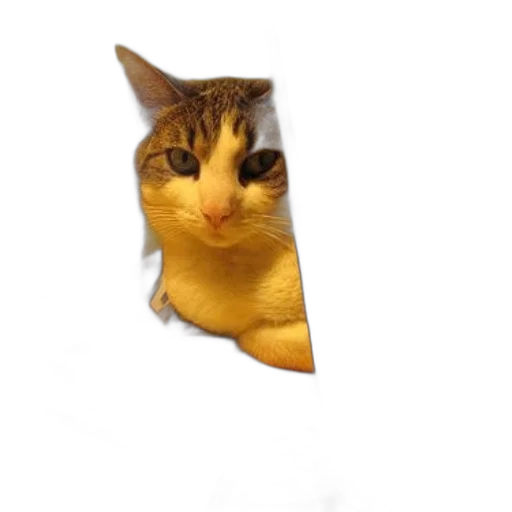 animal, staff, creature, face transparent PNG cut-out
