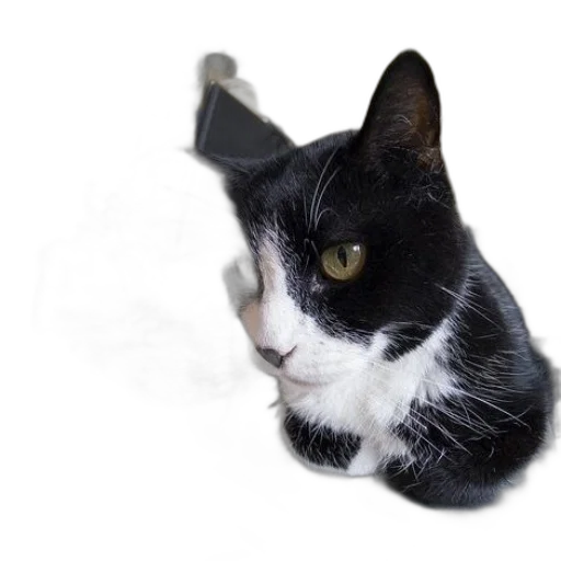 animal, staff, creature, face transparent PNG cut-out