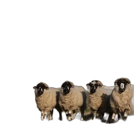 animal, 3d render, five, sheep transparent PNG cut-out