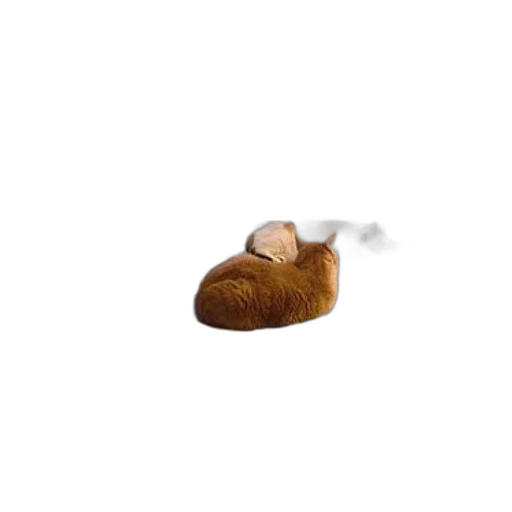 shoes, hat, hair, food transparent PNG cut-out